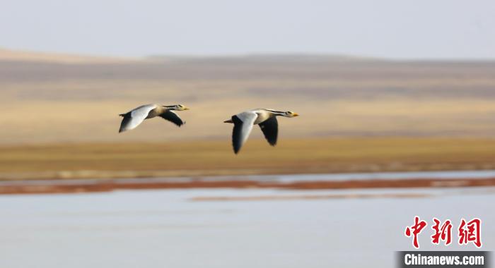 圖為飛翔的斑頭雁?！【G色江河 供圖
