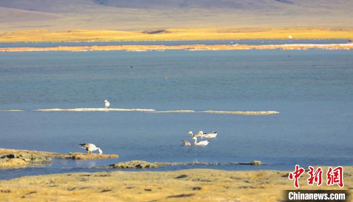 圖為斑頭雁在班德湖中休憩?！【G色江河 供圖