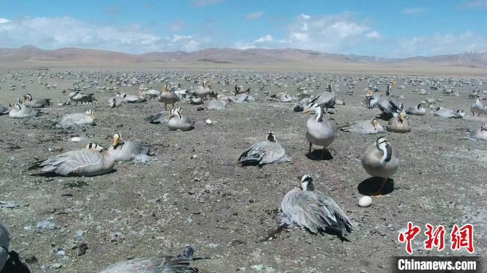 圖為斑頭雁在空地上孵蛋。　綠色江河 供圖