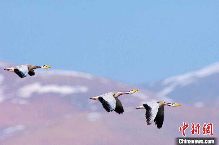 圖為斑頭雁在空中飛行。　綠色江河 供圖