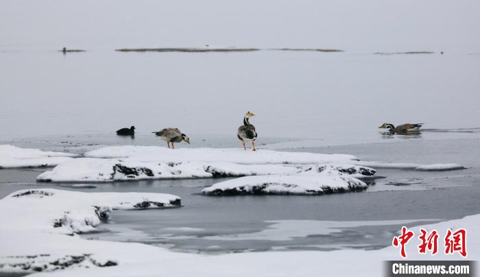 圖為斑頭雁在班德湖邊嬉戲?！【G色江河 供圖