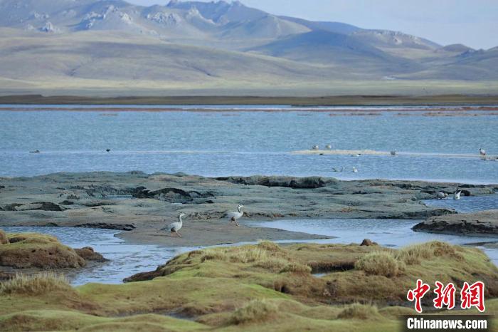 圖為斑頭雁在班德湖中覓食?！【G色江河 供圖