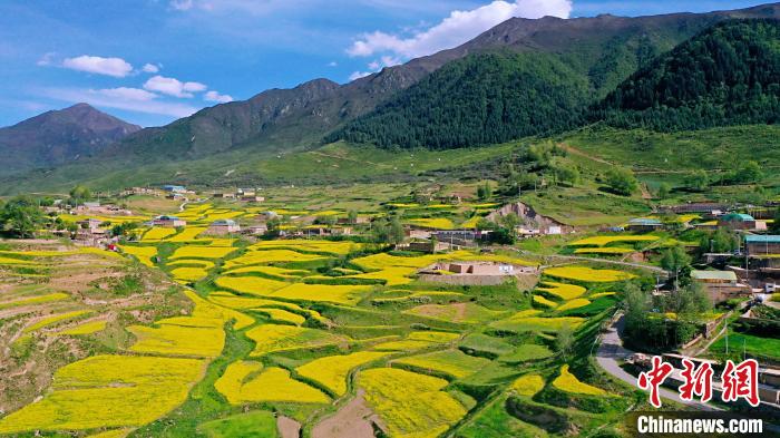 圖為加吾鄉(xiāng)的油菜花?！￡P(guān)卻才讓 攝