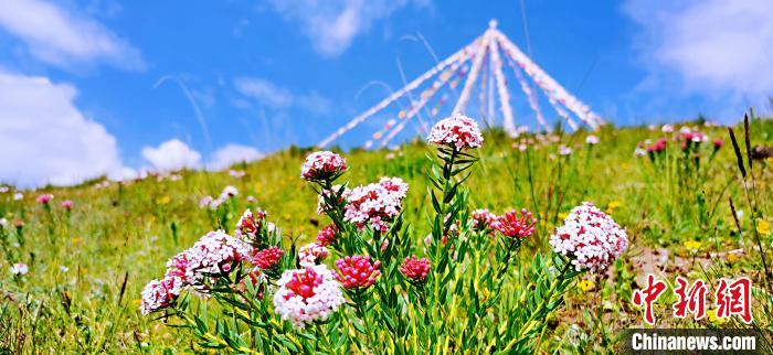 圖為草原一角?！?韓麗 　攝