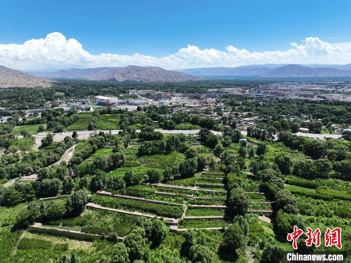 航拍貴德縣黃河岸畔綠意盎然。　馬銘言 攝