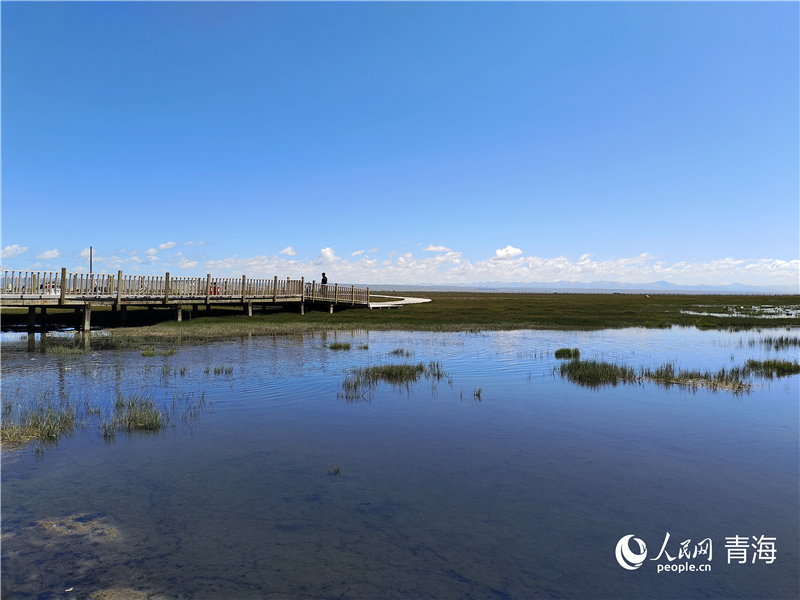 青海湖仙女灣。人民網(wǎng) 張莉萍攝