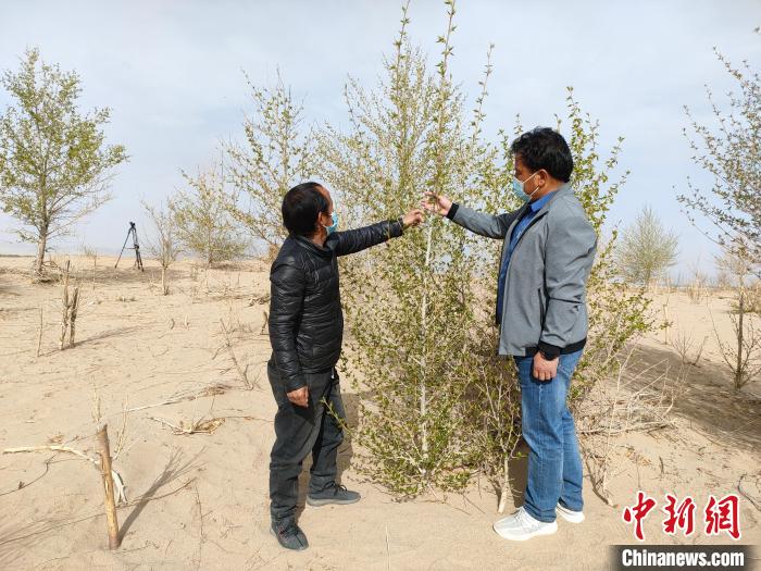 柴達(dá)木盆地的護(hù)林員：守護(hù)，只為那一片綠