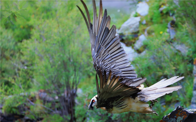 胡兀鷲。江文江措攝