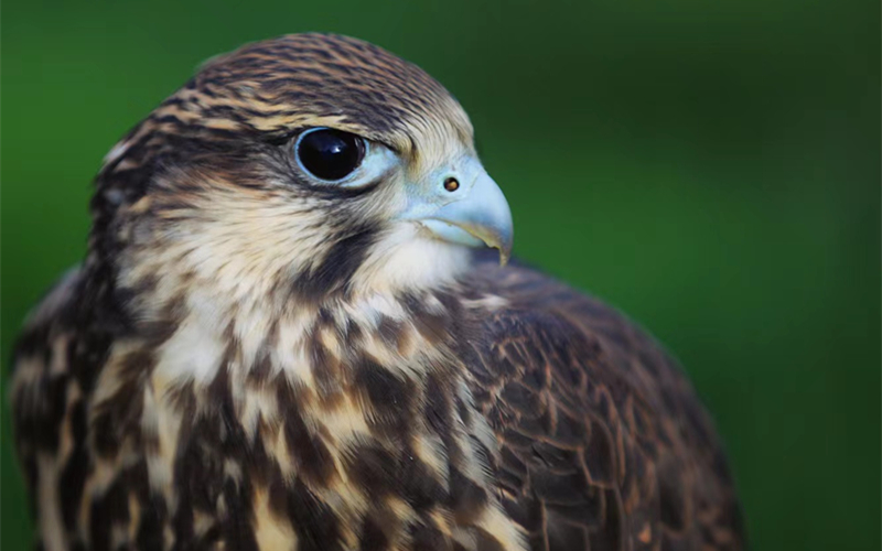 獵隼。江文江措攝