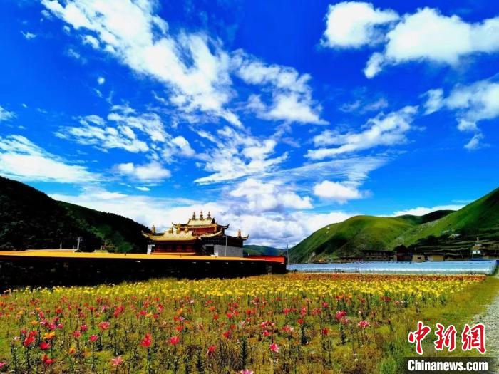 近百畝百合花競(jìng)相開(kāi)放，景色誘人?！∪捞量h委宣傳部供圖