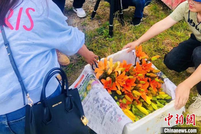 村民采摘百合花?！∪捞量h委宣傳部供圖