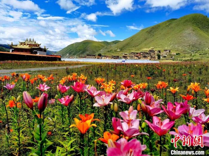 近百畝百合花競(jìng)相開(kāi)放，景色誘人?！∪捞量h委宣傳部供圖