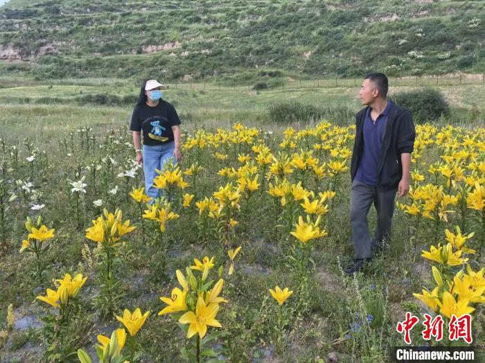 村民采摘百合花?！∪捞量h委宣傳部供圖