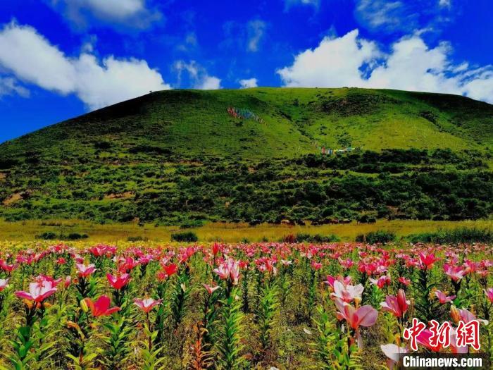 近百畝百合花競(jìng)相開(kāi)放，景色誘人?！∪捞量h委宣傳部供圖