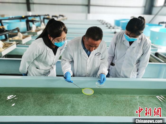 圖為工作人員檢查魚苗?！?zhí)砀?攝