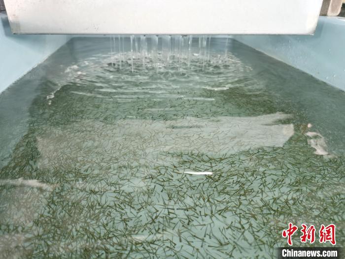 圖為正在育苗?！?zhí)砀?攝