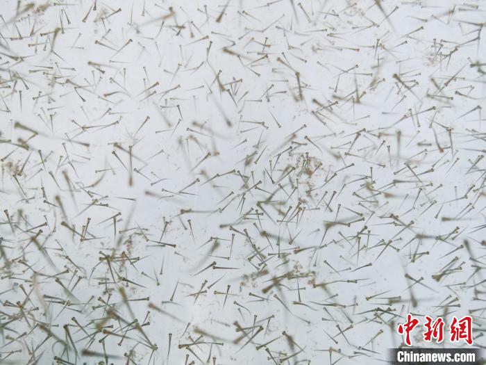 圖為魚苗?！?zhí)砀?攝