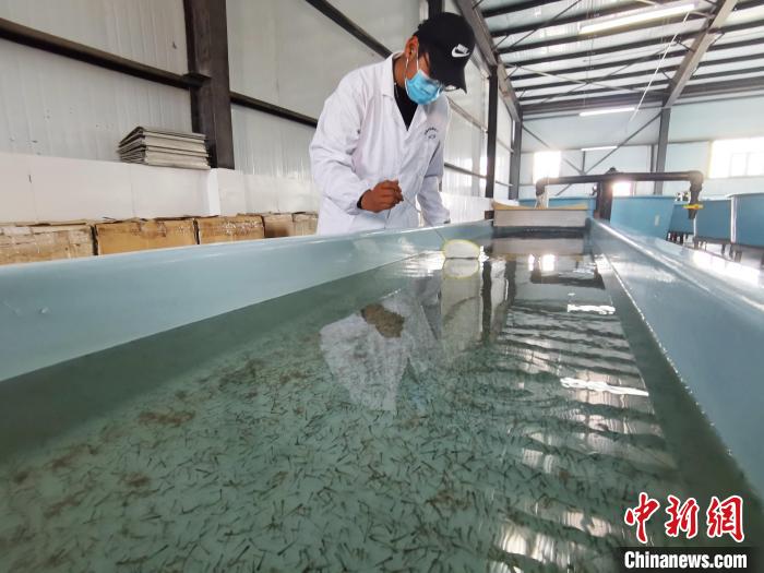 圖為工作人員檢查魚苗?！?zhí)砀?攝