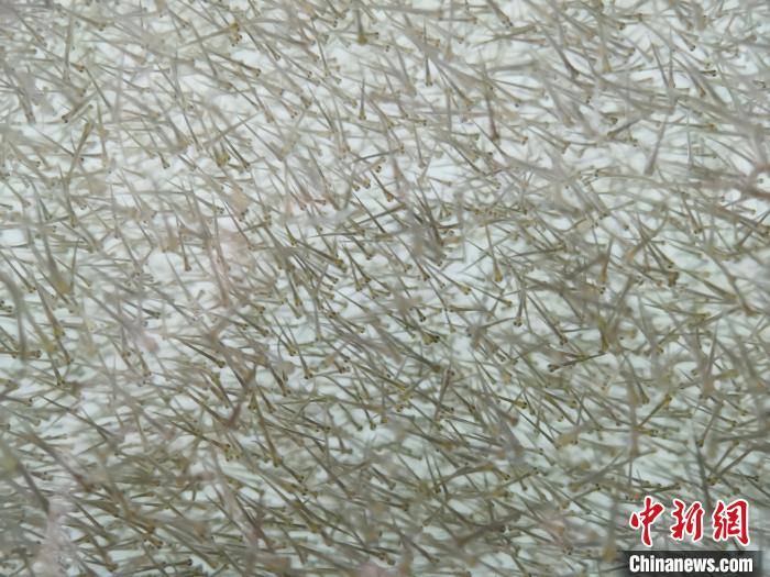 圖為密集分布的魚苗。　張?zhí)砀?攝