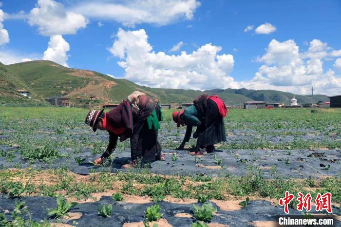 四川壤塘:千畝高原蔬菜基地為居民餐桌帶來(lái)新變化
