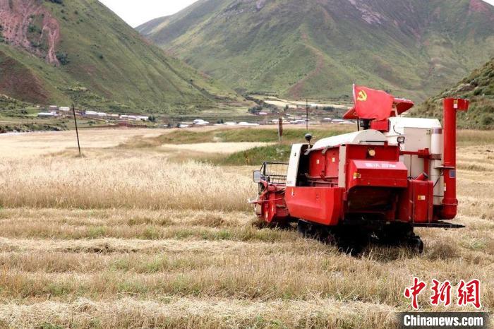 圖為秋收現(xiàn)場(chǎng)?！∮駱?shù)州委宣傳部供圖