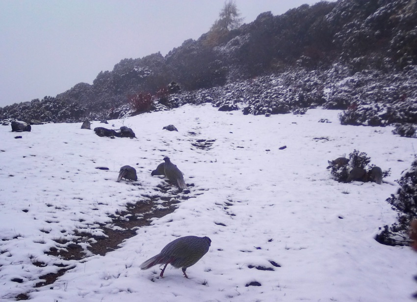 血雉。涼山州委宣傳部供圖