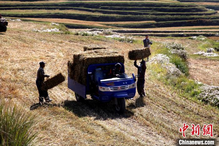 圖為飼草晾曬、打捆?！●R芝芬 攝
