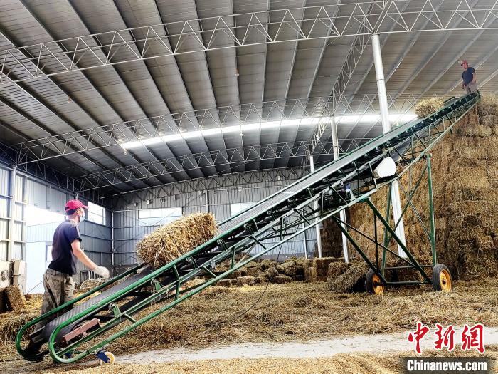 圖為飼草打捆、儲(chǔ)存。　馬芝芬 攝