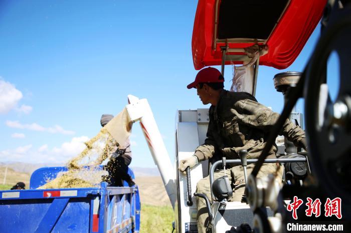 圖為飼草收割?！●R芝芬 攝