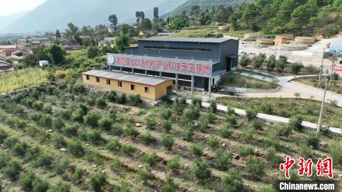 伍合村的油橄欖種植基地?！「呒午?攝