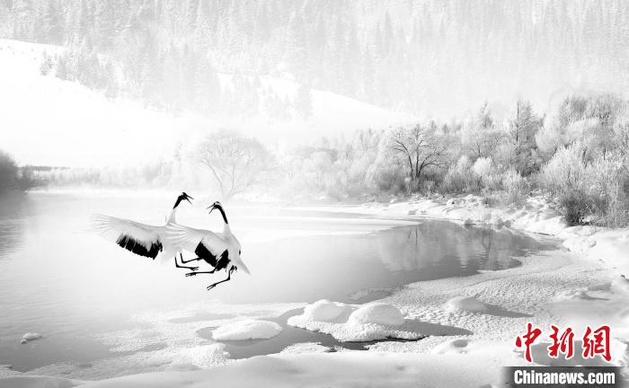 圖為焦生福的作品《鶴嬉雪林》?！∏嗪Ｊ∑钸B山自然保護協(xié)會供圖