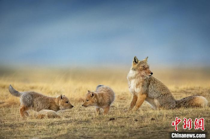 圖為焦生福的作品《居安思?！?。　青海省祁連山自然保護協(xié)會供圖