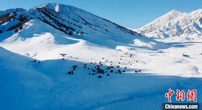 圖為牦牛群在雪地里覓食?！《继m縣融媒體中心供圖