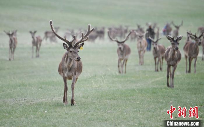 2022年夏日時節(jié)，甘肅張掖市肅南縣祁連山下的馬鹿養(yǎng)殖基地。(資料圖) 楊艷敏 攝