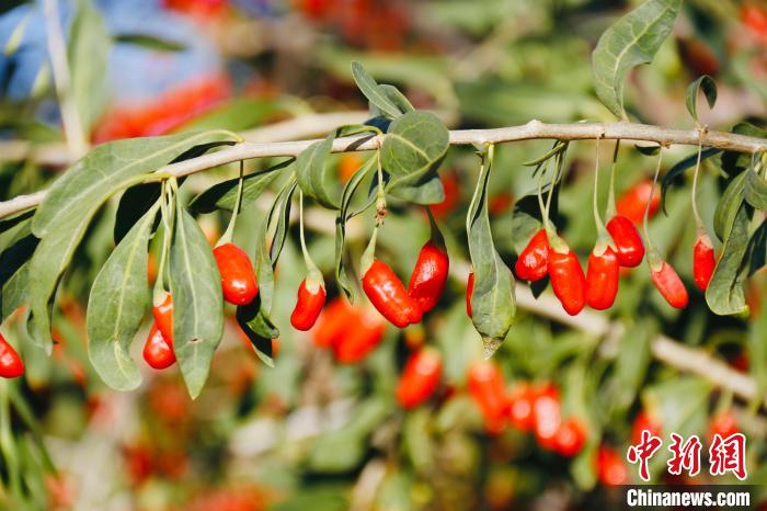 圖為柴達(dá)木盆地有機枸杞?！O睿 攝