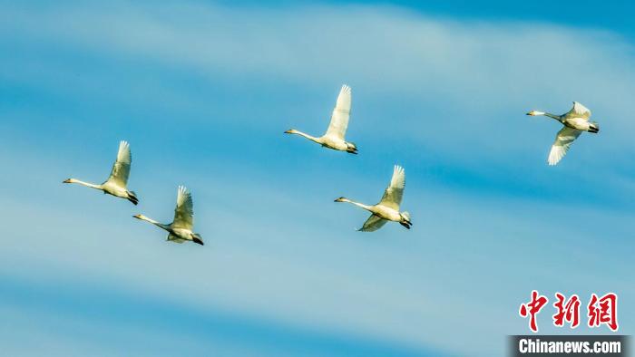 圖為天鵝在空中飛翔。　何啟金 攝
