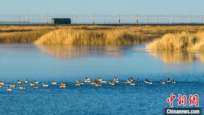 圖為多種野生鳥類在湖中游蕩?！『螁⒔?攝