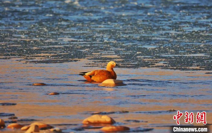 圖為赤麻鴨自在游曳。　白日丁布江才 攝
