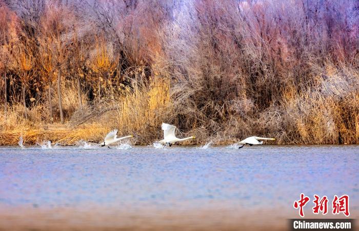 圖為起舞的天鵝與碧波蕩漾的湖面相映成趣?！『喖s 攝