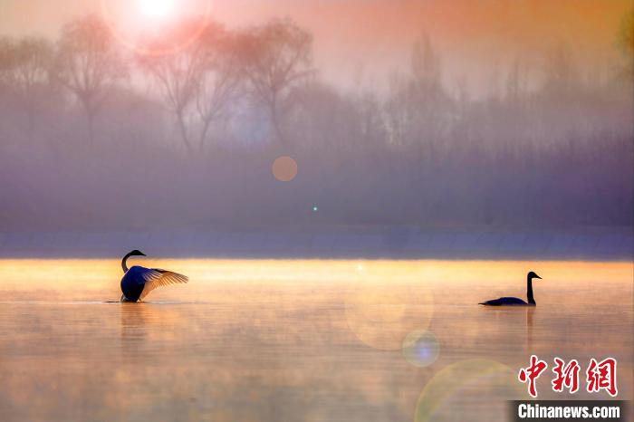 圖為天鵝在湖面嬉戲?！◇泱憔?攝