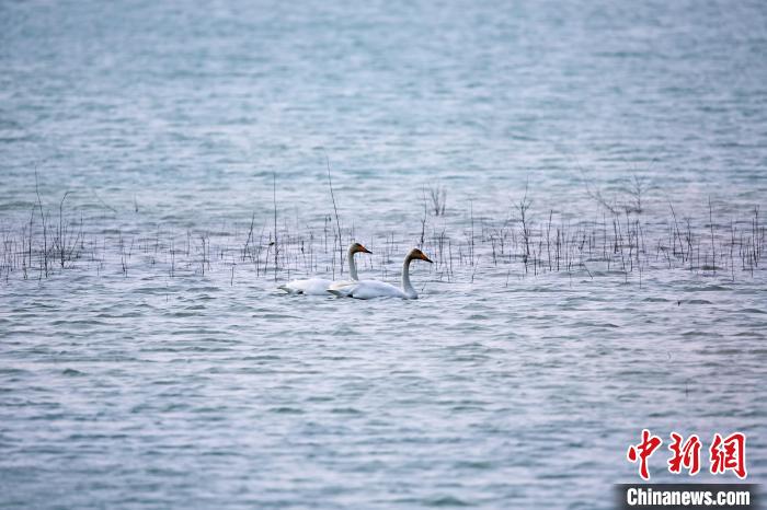 圖為天鵝在湖面嬉戲?！◇泱憔?攝