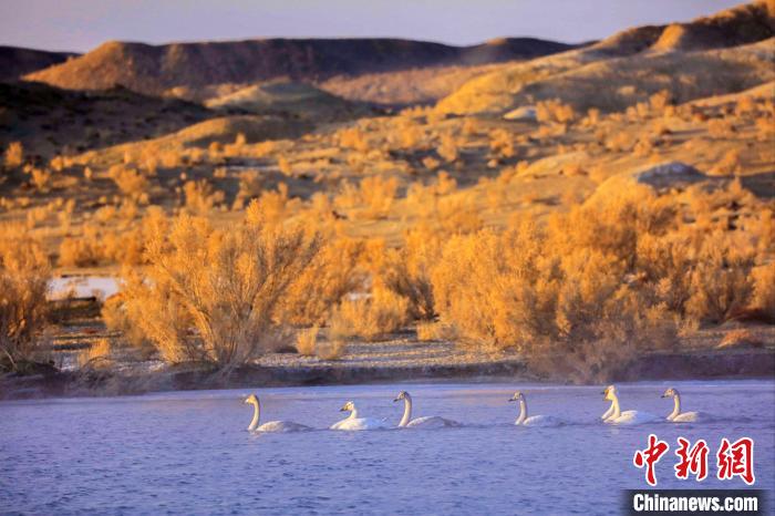 圖為黃河岸畔貴德縣迎來天鵝“做客”。　筱筱君 攝