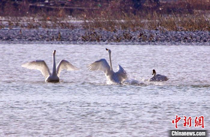 圖為黃河岸畔貴德縣迎來天鵝“做客”?！◇泱憔?攝