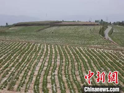 青海：涉農(nóng)領(lǐng)域多項研究成果獲殊榮