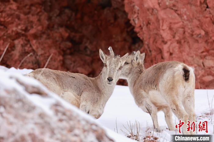 圖為在雪中悠然自得的巖羊?！“兹斩〔冀?攝