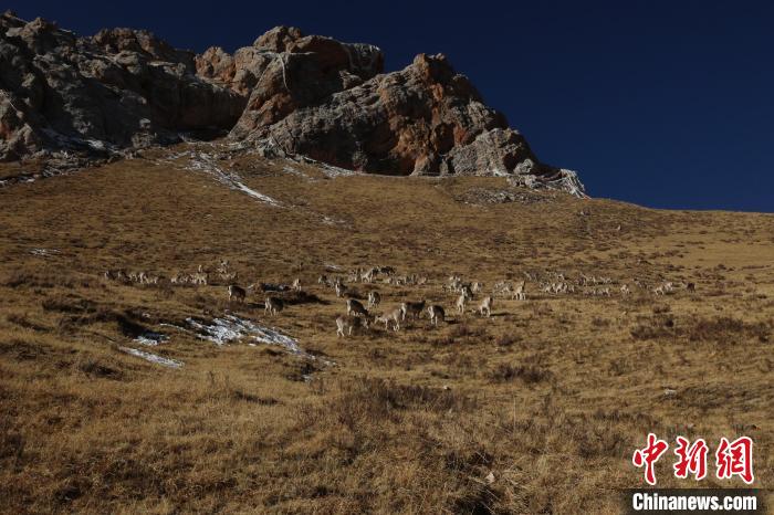 圖為巖羊群?！“兹斩〔冀?攝