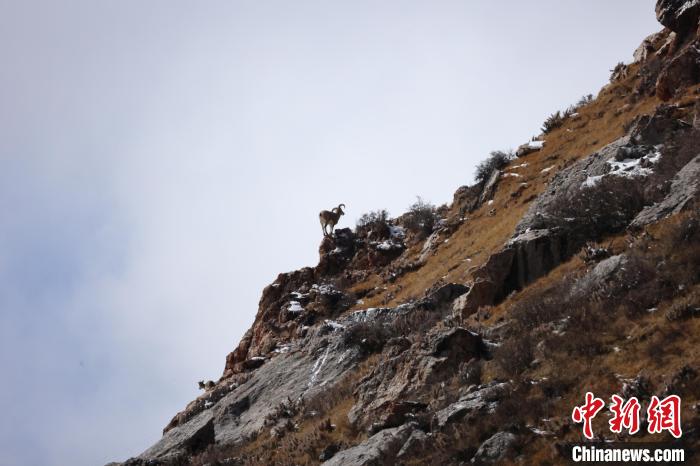圖為在山崖上站立的巖羊?！“兹斩〔冀?攝