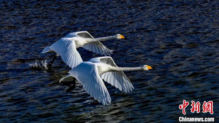 圖為兩只大天鵝?！黎?攝