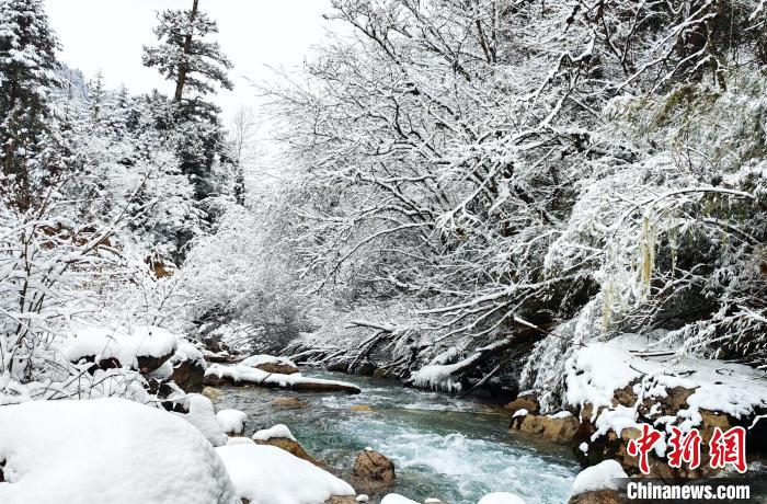 大熊貓國家公園王朗片區(qū)春雪如畫，宛若仙境?！×_春平 攝
