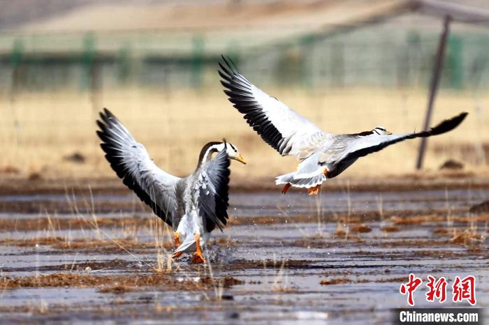 圖為斑頭雁嬉戲飛翔?！“?攝